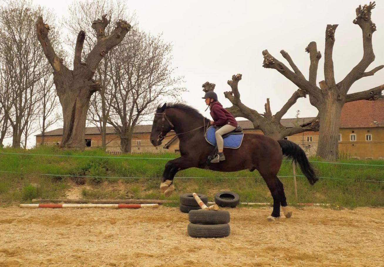 Studniska Horse Centrum Exterior foto