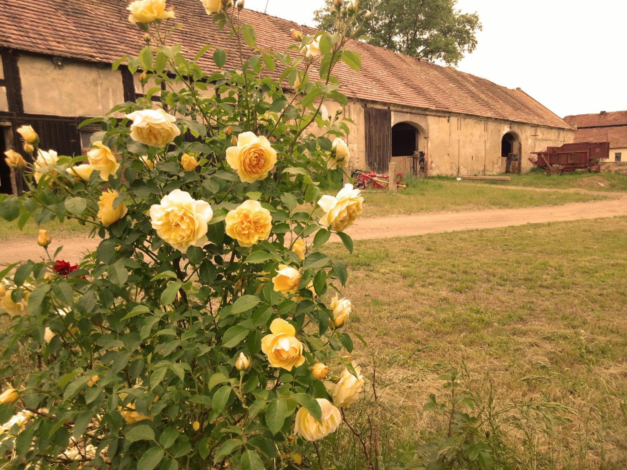 Studniska Horse Centrum Exterior foto