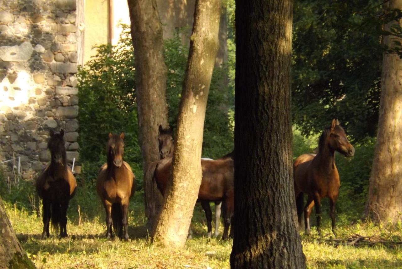 Studniska Horse Centrum Exterior foto